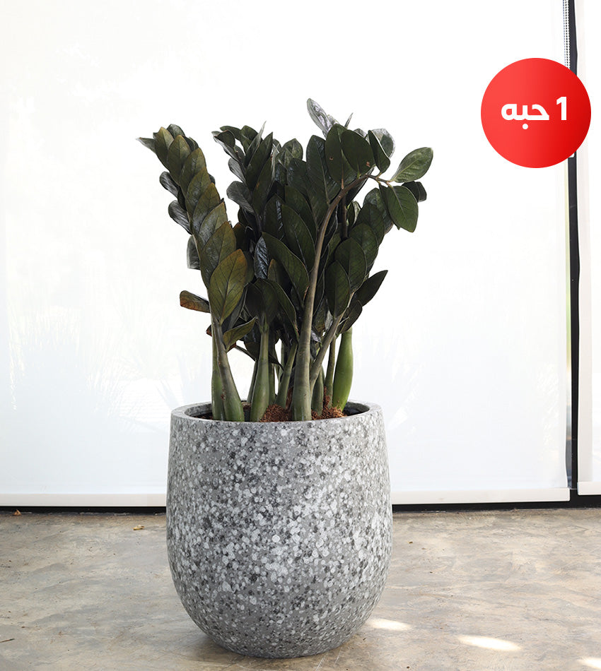 Medium Black Zamioculcas in a Fiberglass Pot