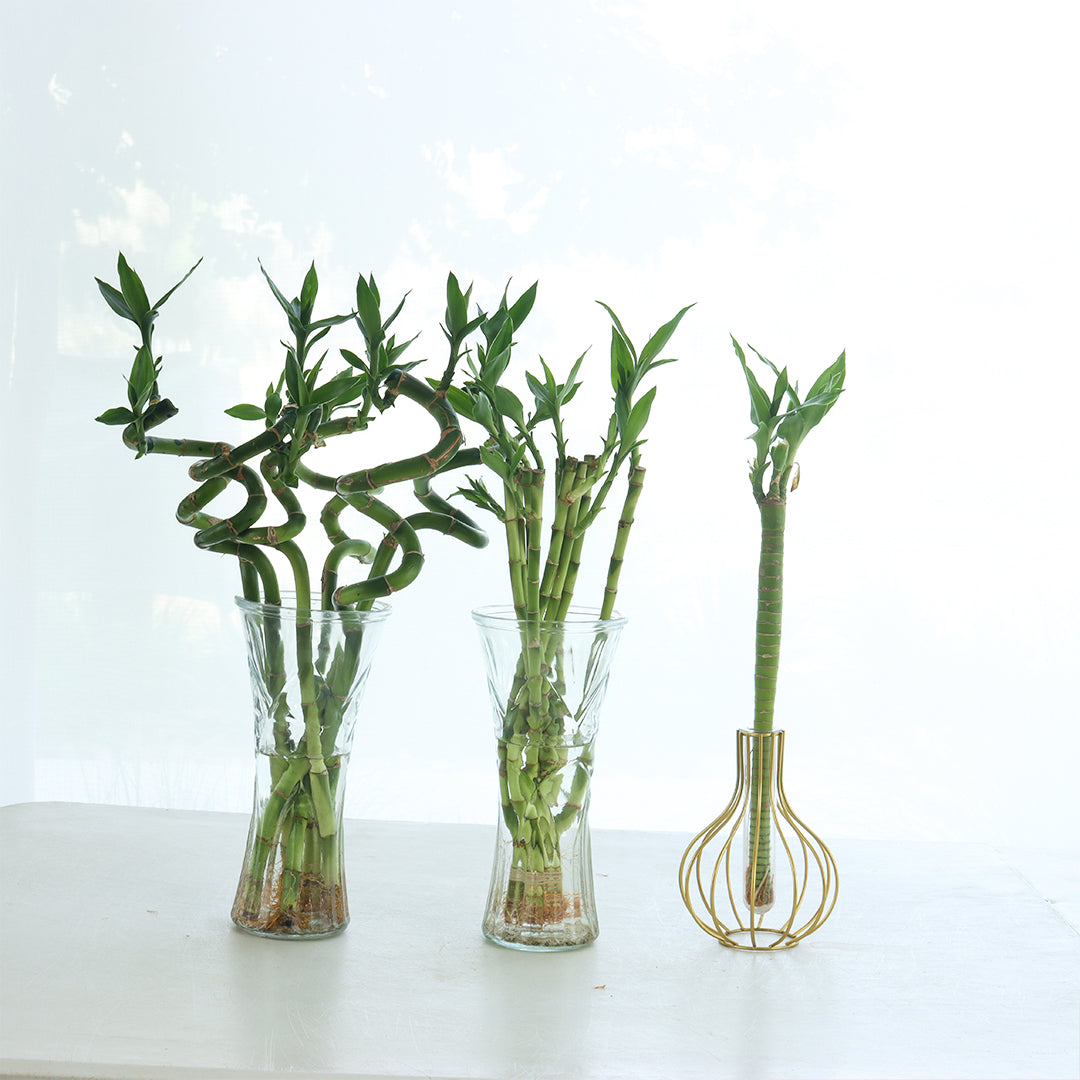 small lucky bamboo + curly bamboo 16(pcs) + bamboo lotus