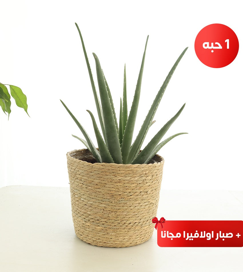 (2) Medium Areca Palms in Woven Basket Pots + Water Sprayer + Free Aloe Vera