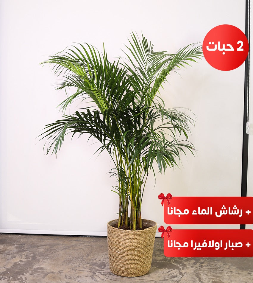 (2) Medium Areca Palms in Woven Basket Pots + Water Sprayer + Free Aloe Vera