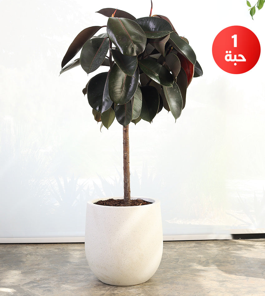 نبات المطاط (فيكس إيلاستيكا) بحوض فايبرجلاس + رشاش ماء مجاناً