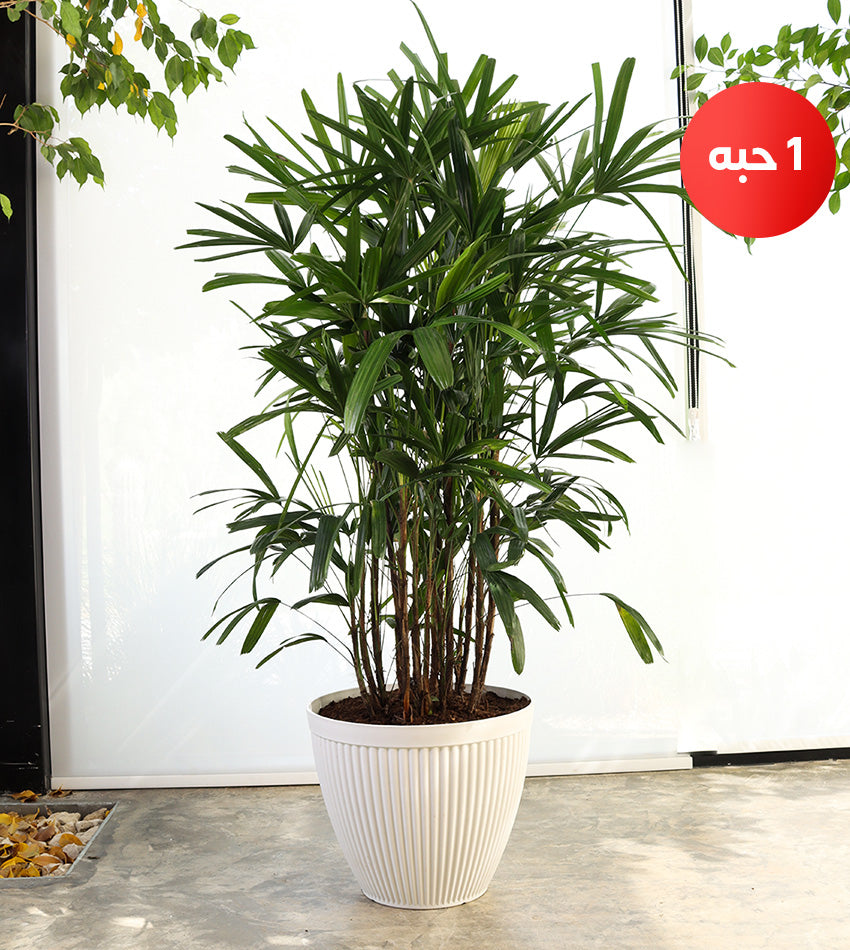 Large Lady Palm in a Plastic Pot + Free Water Spray
