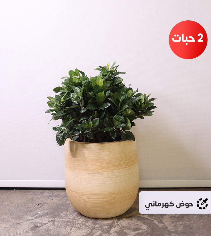 (2) Small Gardenia Plants with a Fiberglass Pot