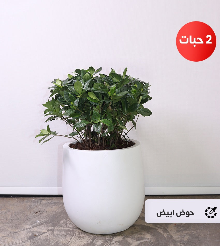 (2) Small Gardenia Plants with a Fiberglass Pot