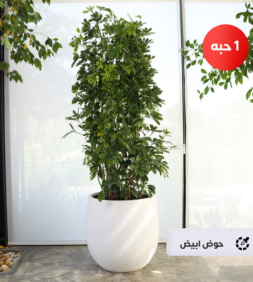 Large Schefflera in a fiberglass pot