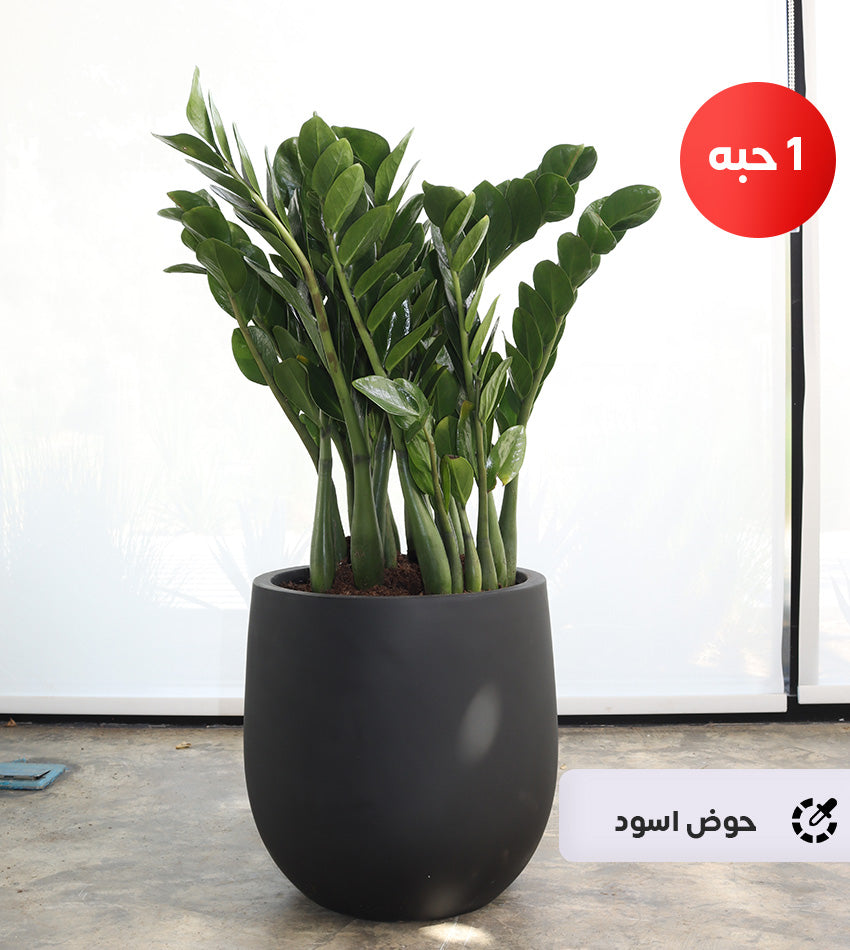 (1) Medium Zamioculcas in a Fiberglass Pot