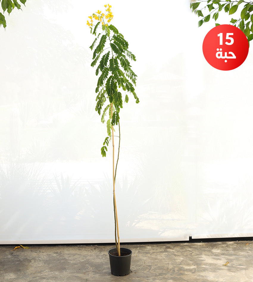 Acacia glauca – (15) pieces (Large size) in plastic pot