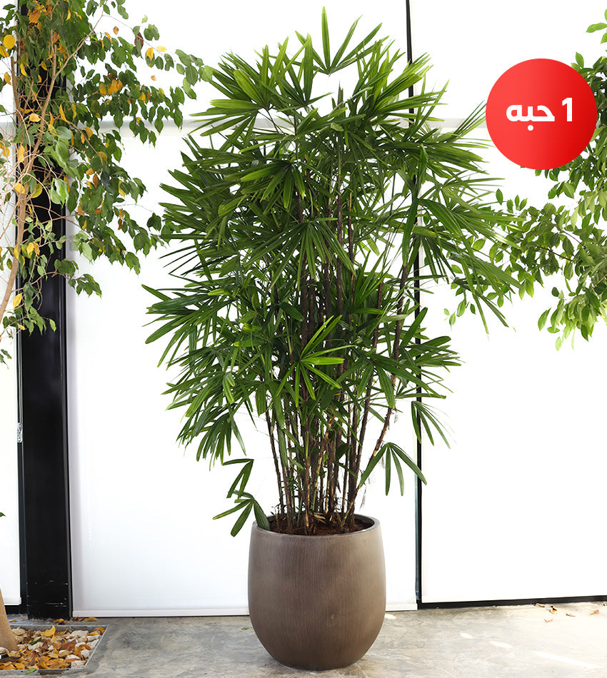 Giant Lady Palm in a Fiberglass Pot + Free Large Water Sprayer