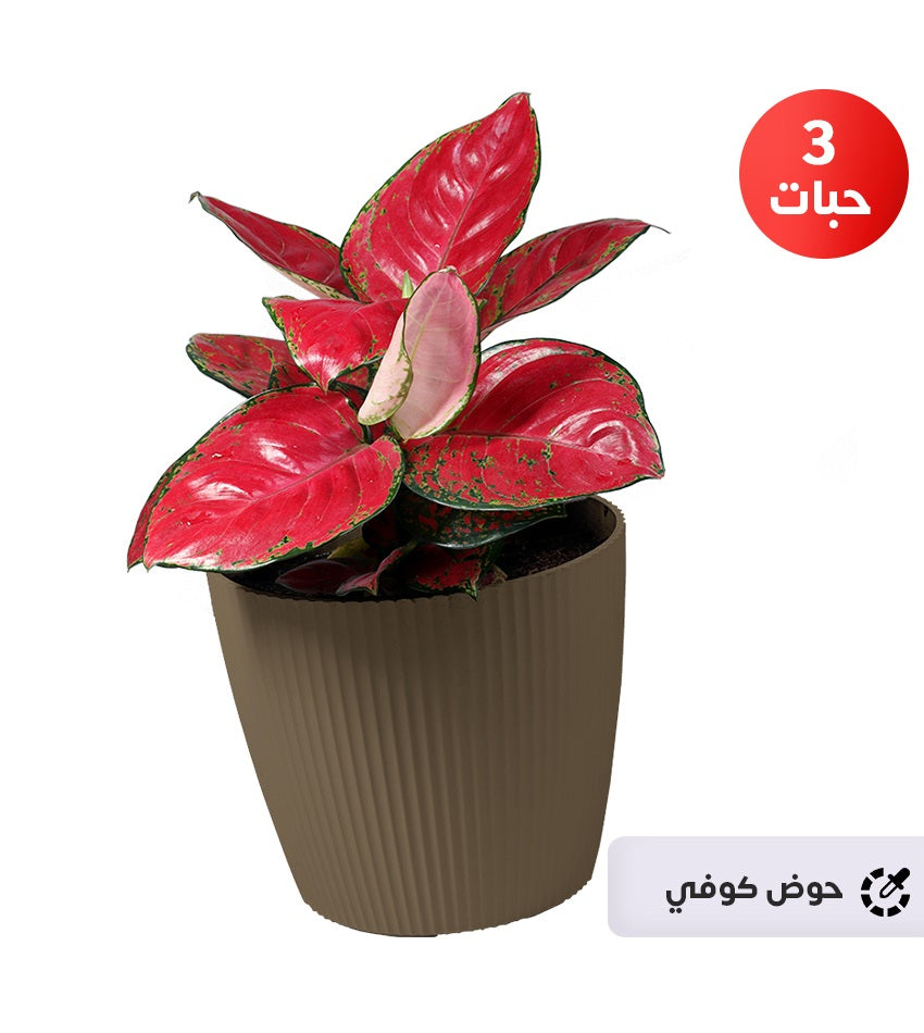 Red Aglaonema – 3 Plants + 1 Green Rubber Plant