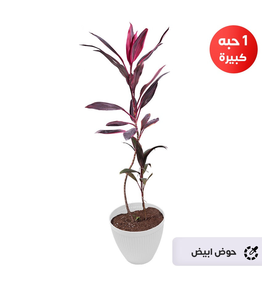 Cordyline Tango – 1 Large Plant + 1 Medium Plant