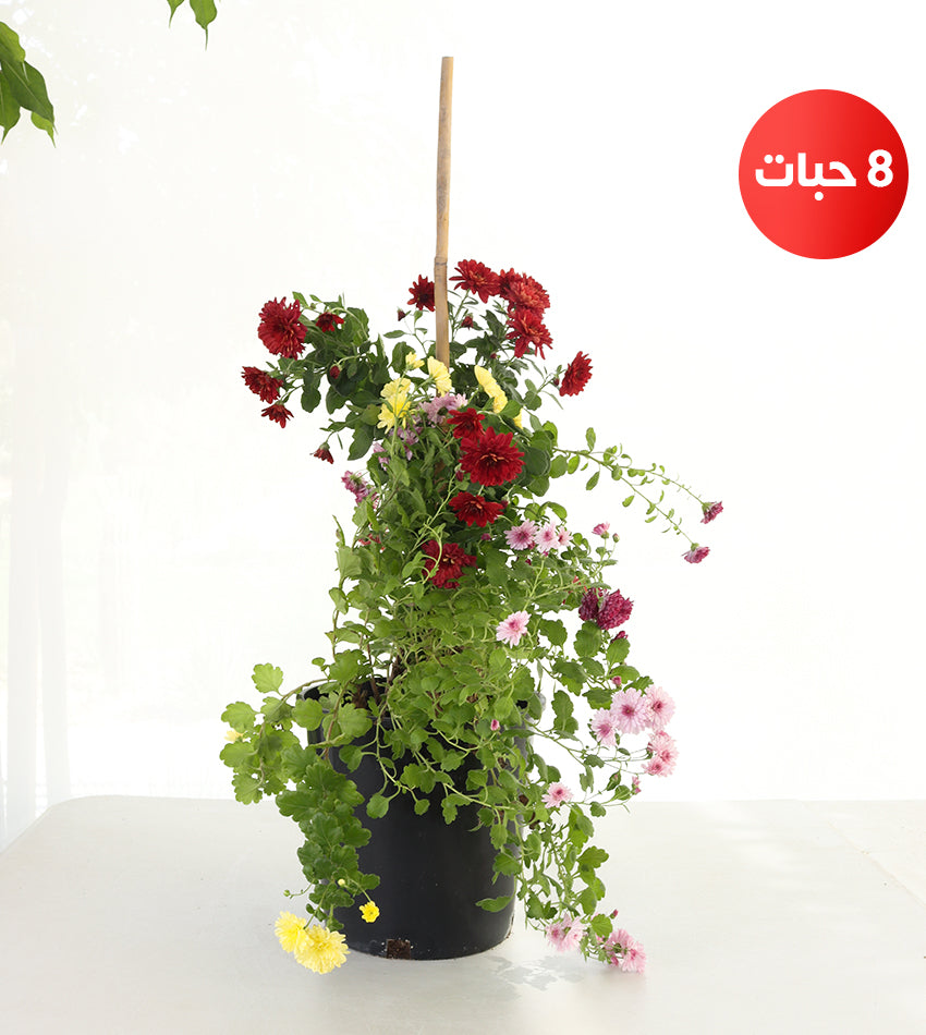 أقحوان – (8) قطع