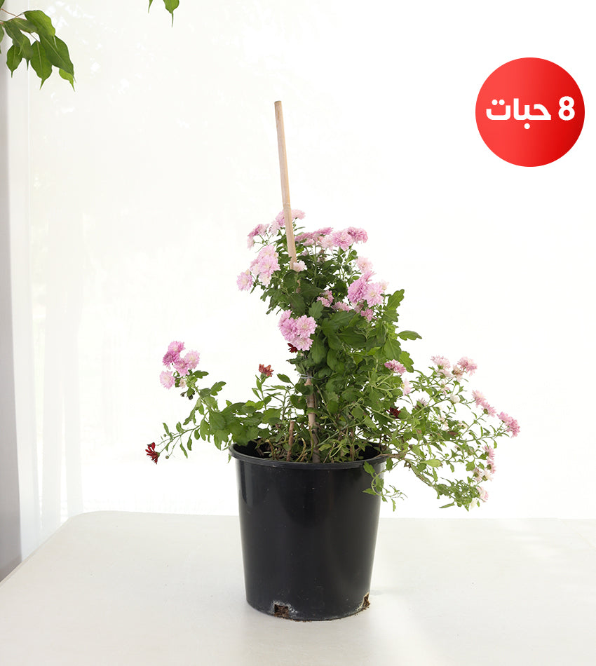 أقحوان – (8) قطع