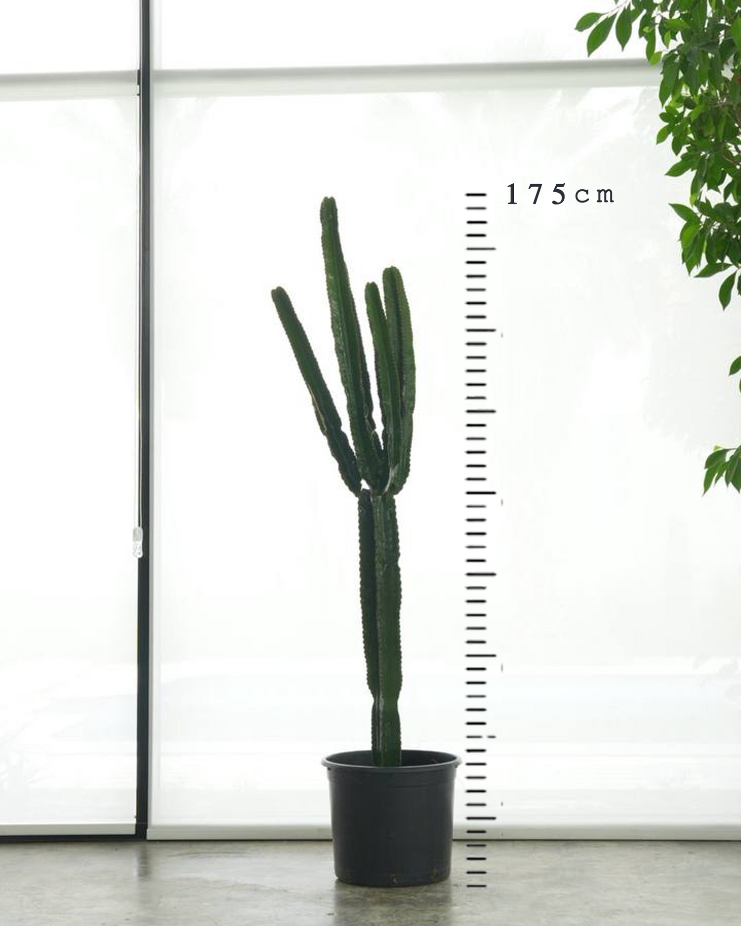 Euphorbia Ingens (Large Size)