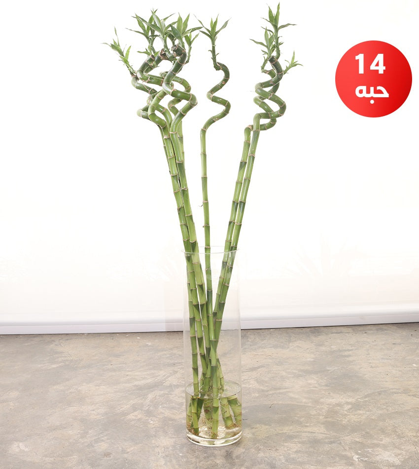 Curly Bamboo