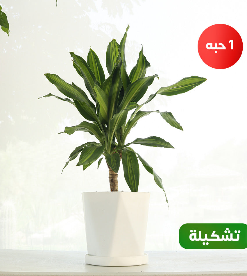 Chinese Bride Tree – Green Rubber Plant – Dracaena Candelabra – Adenium