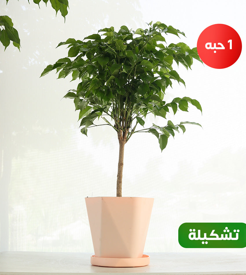 Chinese Bride Tree – Green Rubber Plant – Dracaena Candelabra – Adenium