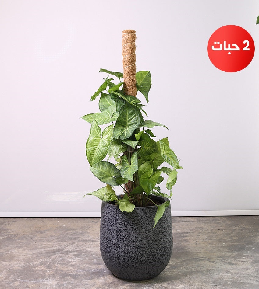 (2) Syngonium Plants with a Fiberglass Pot