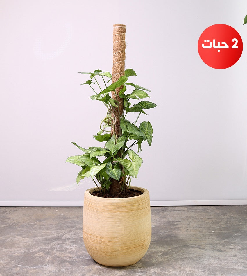 (2) Syngonium Plants with a Fiberglass Pot