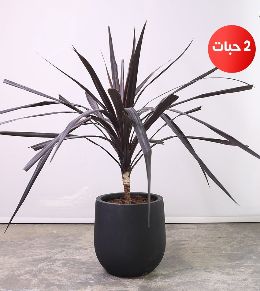 (2) Southern Cordyline Plants with a Fiberglass Pot