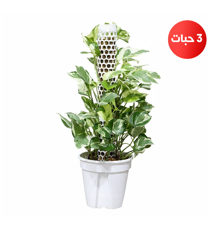 (3) Variegated Thai Pothos Plants