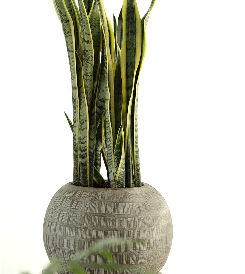Sansevieria in a Globe Concrete Pot