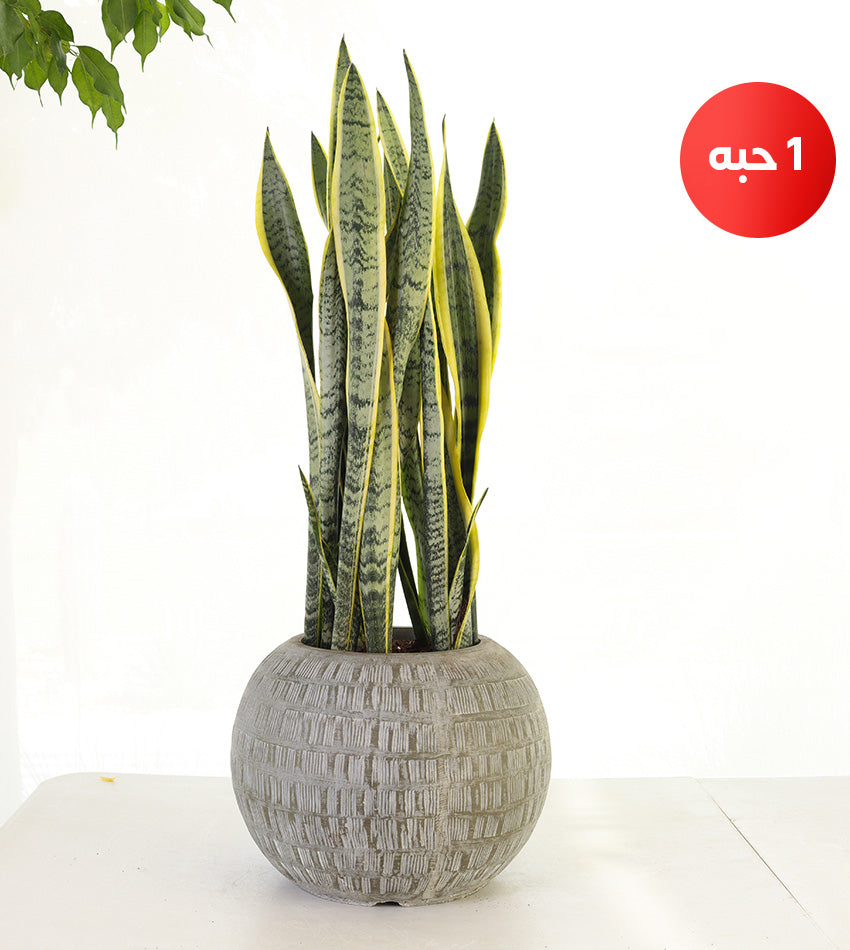 Sansevieria in a Globe Concrete Pot