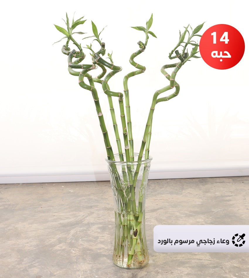 Curly Bamboo
