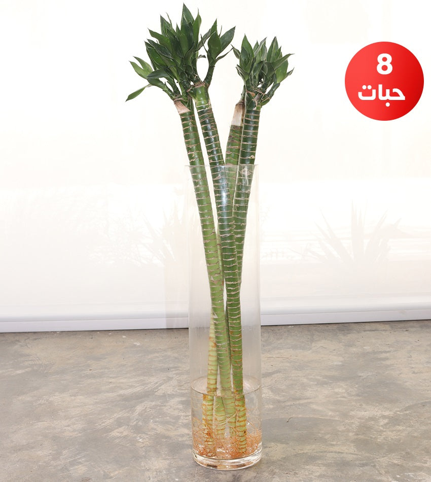 Lucky Bamboo - (8) pieces