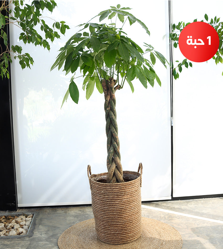 الباشيرا - العروس الصينية - شمادوريا حجم وسط و صغير + رشاش + زل