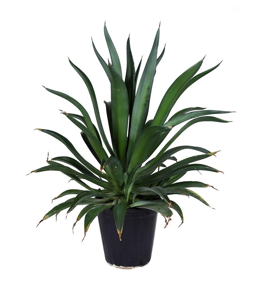 صبار لوتس (لوتس)