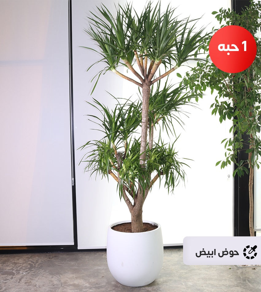 Giant Dracaena Draco in a Fiberglass Pot