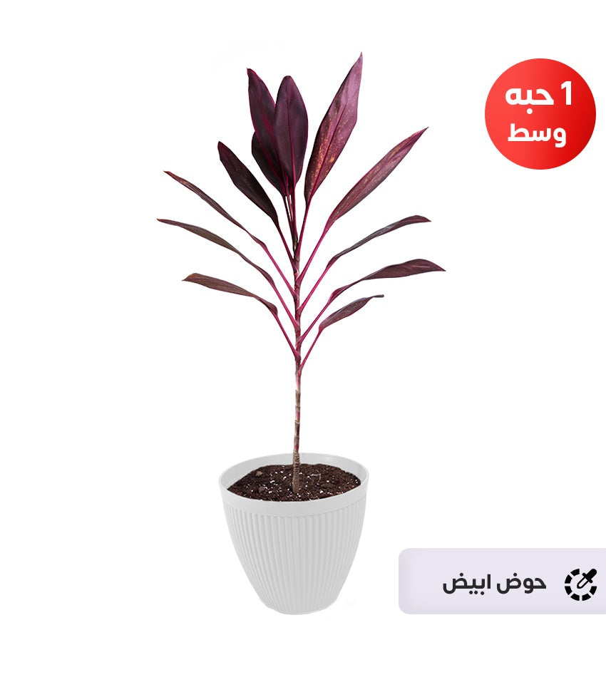 Cordyline Tango – 1 Large Plant + 1 Medium Plant
