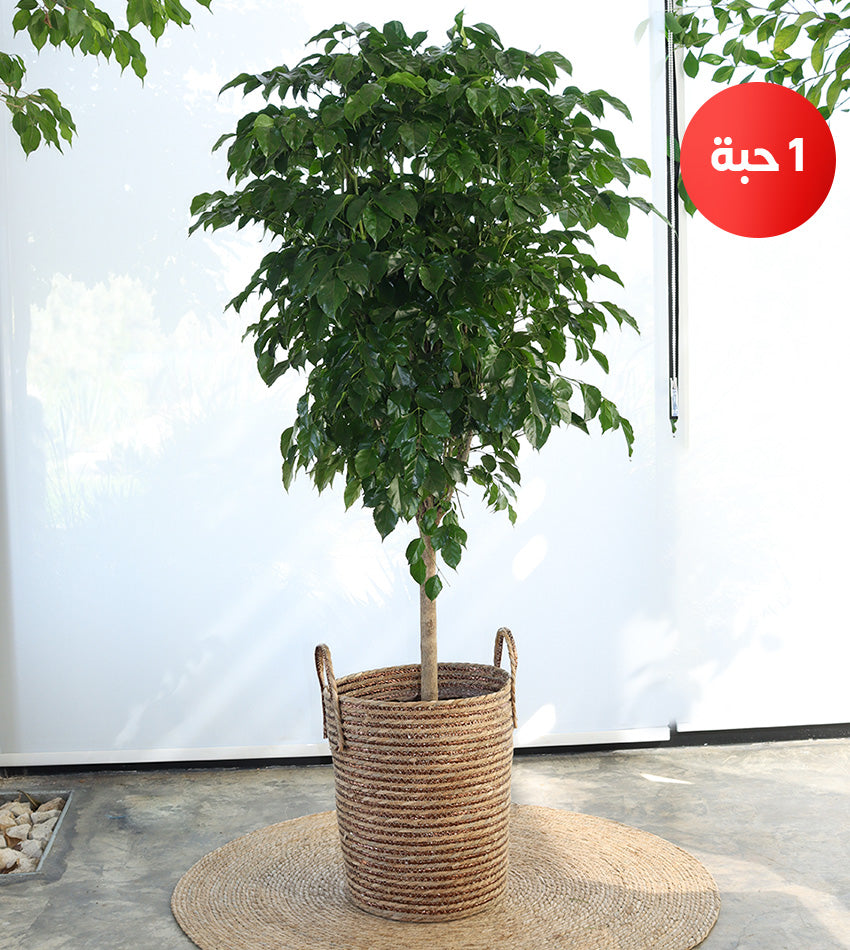 الباشيرا - العروس الصينية - شمادوريا حجم وسط و صغير + رشاش + زل