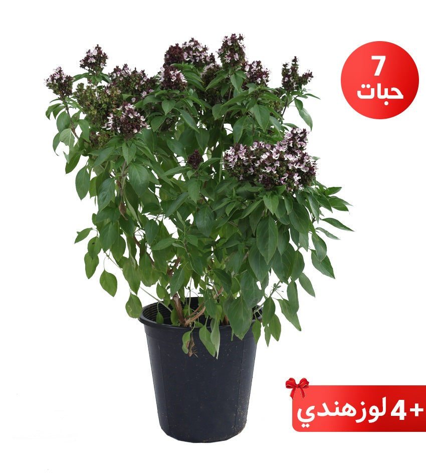 Basil (Mishmoum) – 7 Pieces