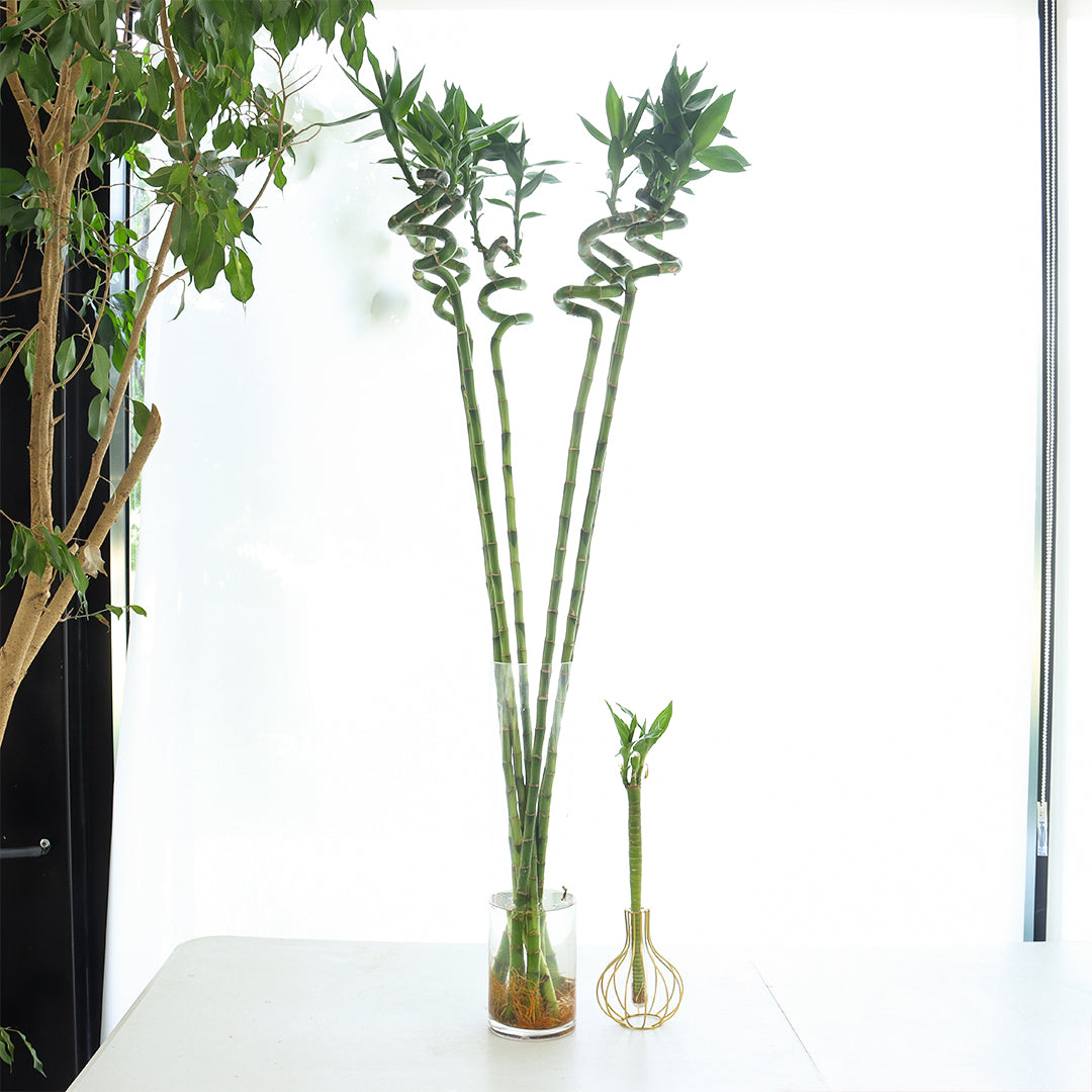 curly bamboo giant size 7 ( pcs ) + bamboo lutos