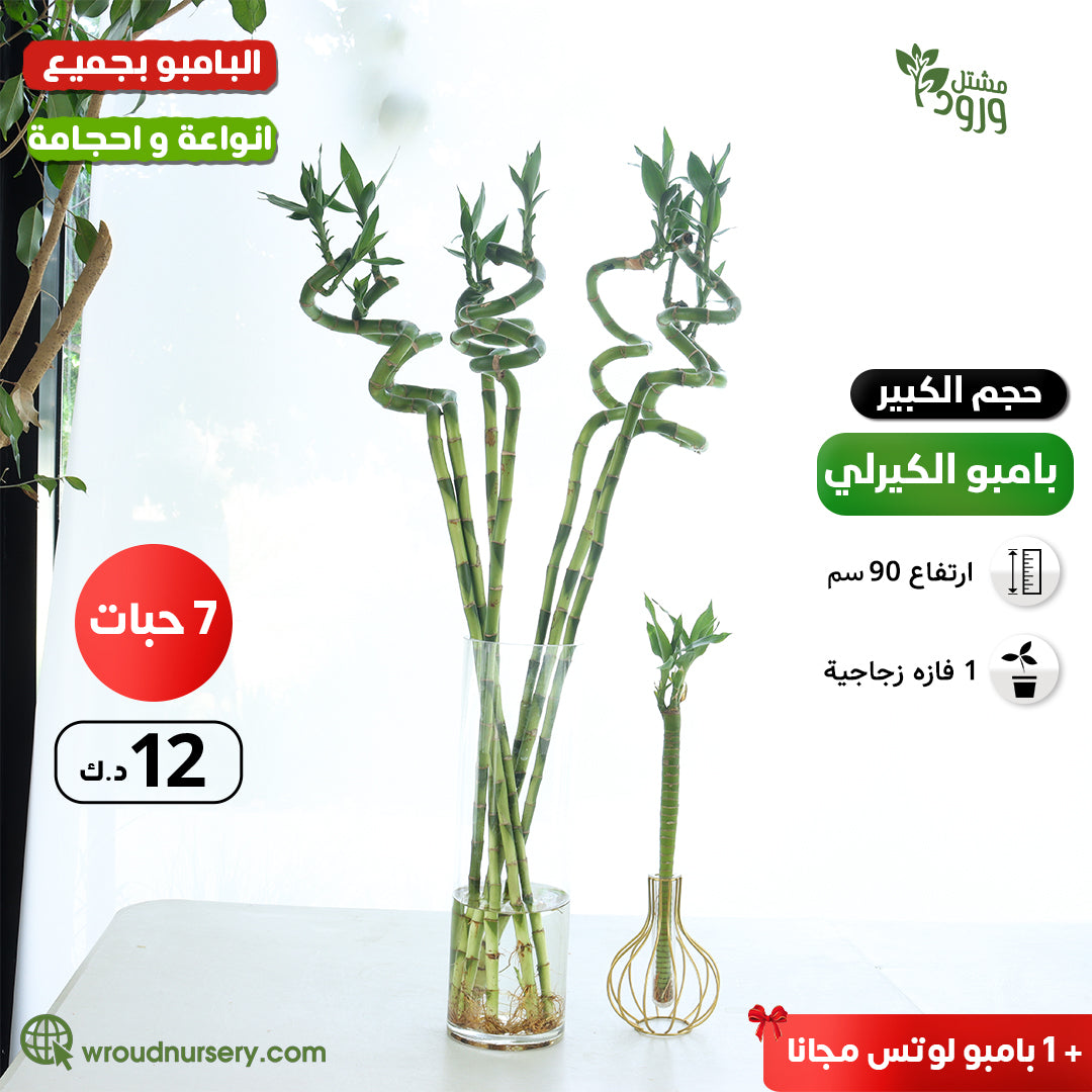 curly bamboo large size 7 ( pcs) + bamboo lutos