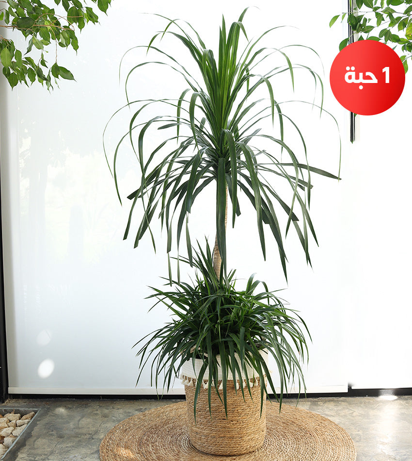 طقم 3 نباتات داخلية - عصفور الجنة - دراسينا دراكو - عروس الصينية + زل + رشاش