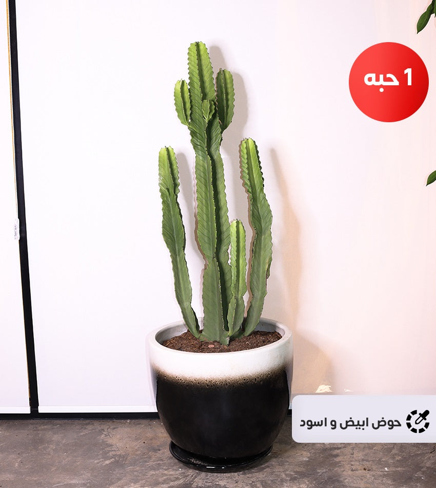 Cactus – (1) Piece in a Ceramic or Concrete Pot