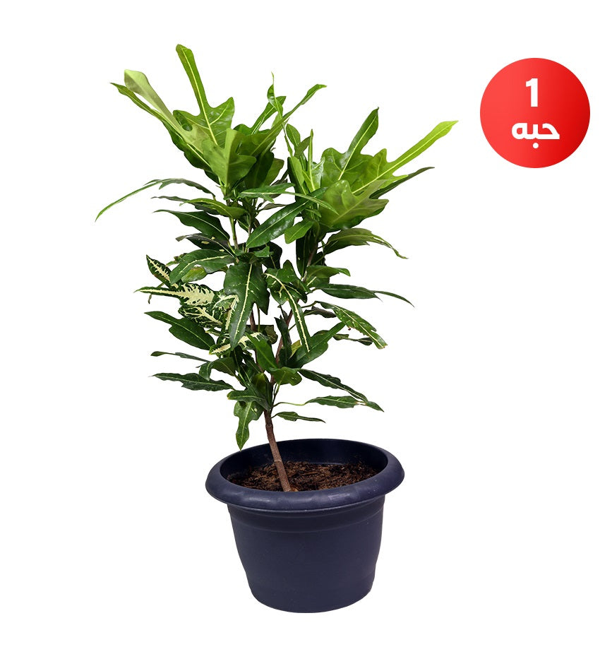Yellow Schefflera + Croton + Ficus Benjamina