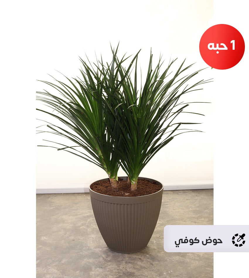 Dracaena Draco – (Small size)