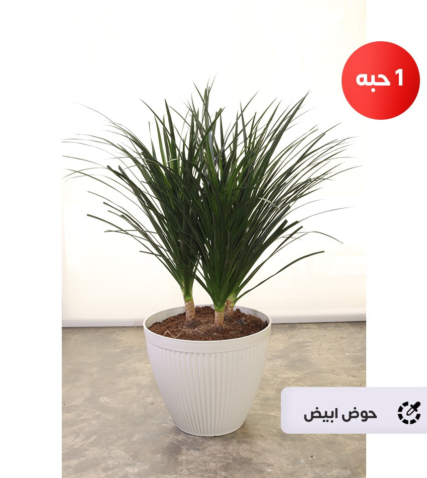 Dracaena Draco – (Small size)