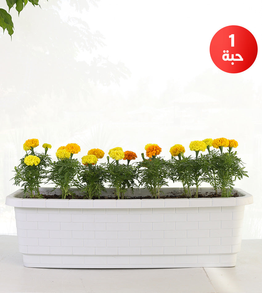 Marigold with rectangular plastic pot (Large size)