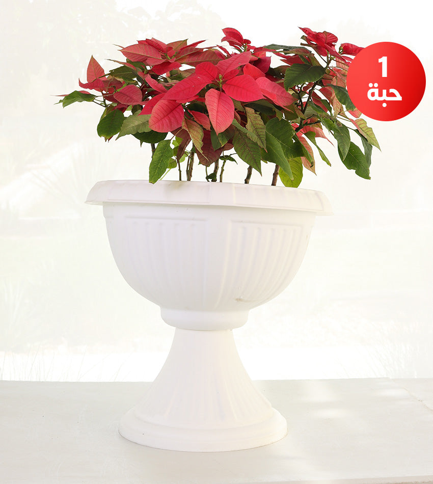 Poinsettia in a round plastic pot