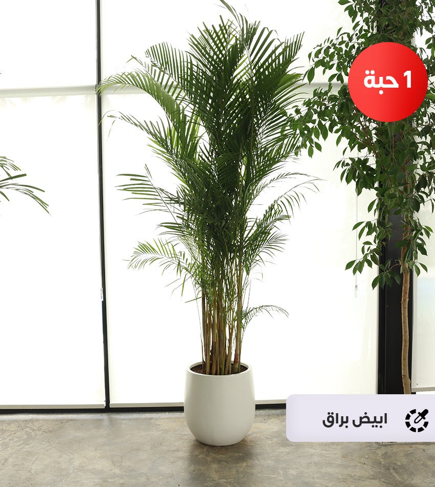 الاريكا العملاقة (مع رشاش ماء + سماد داخلي مجانًا)