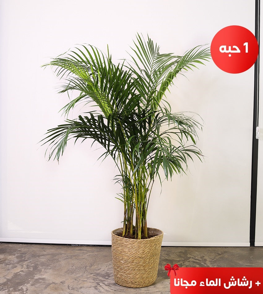 Areca Palm – (1) piece (Medium size) with woven basket pot + free water spray