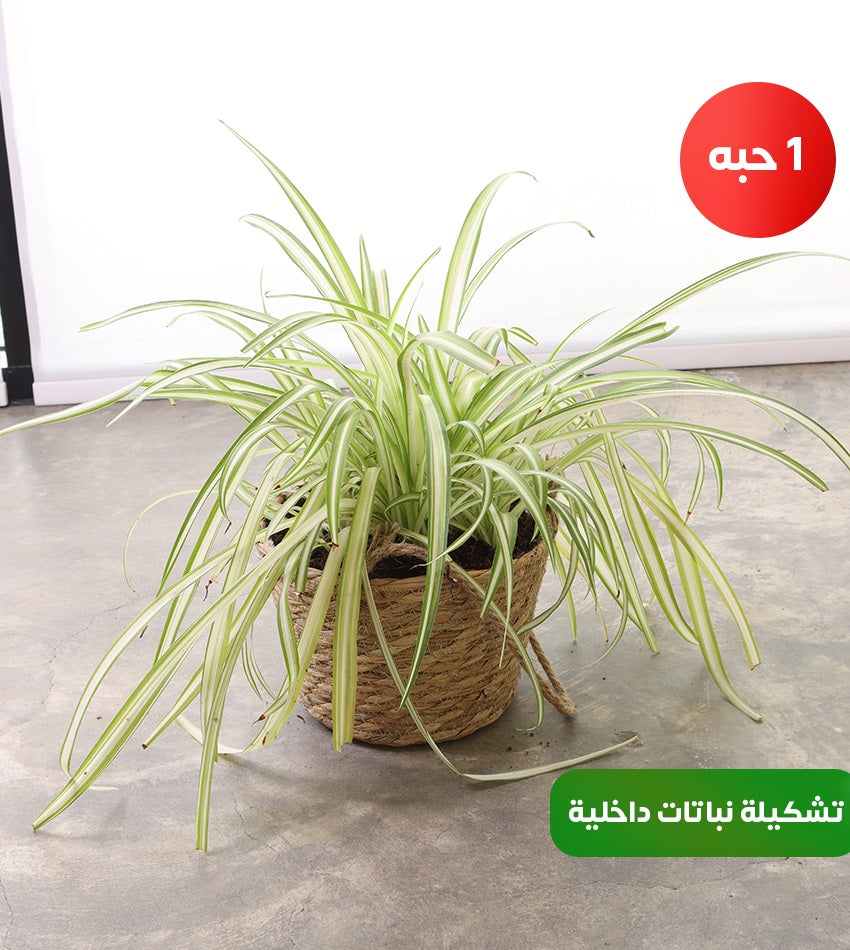 (1) Pothos – (1) Syngonium –(1) Spider Plant (Hanging Indoor Plant Collection in woven basket pots)
