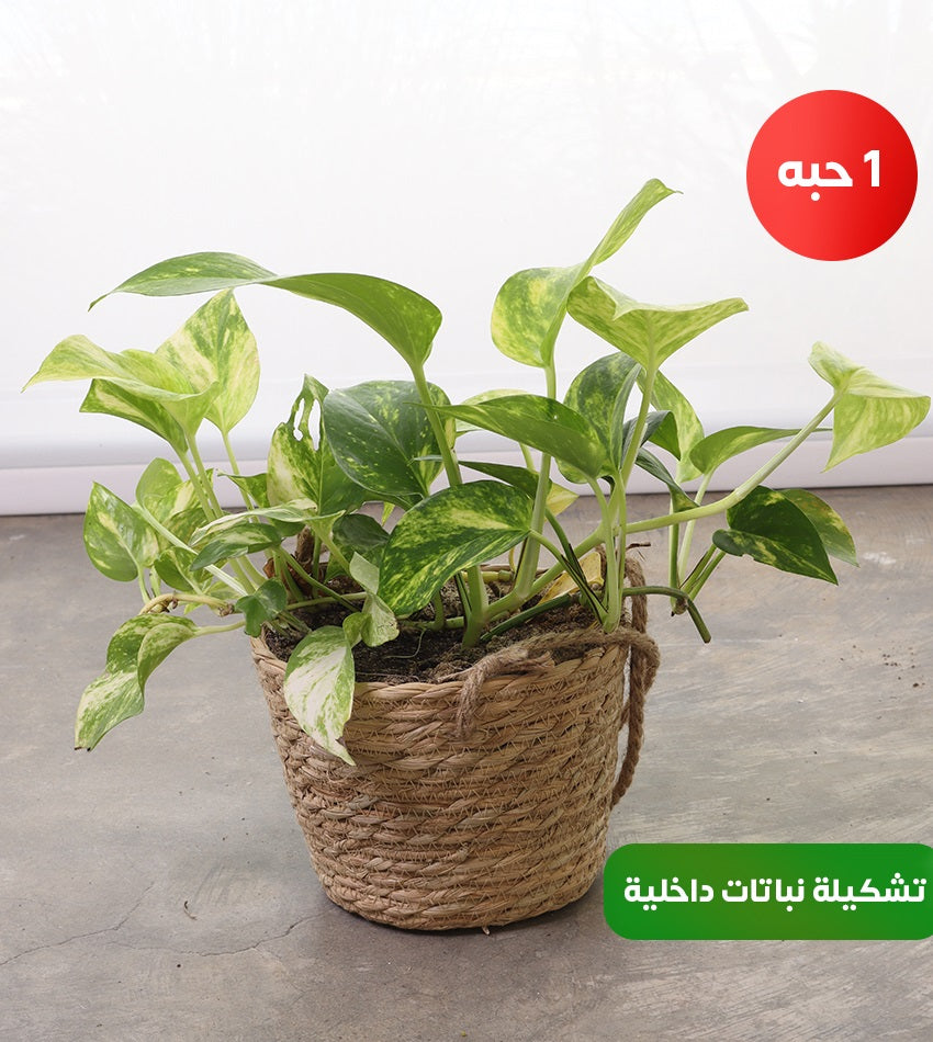 (1) Pothos – (1) Syngonium –(1) Spider Plant (Hanging Indoor Plant Collection in woven basket pots)