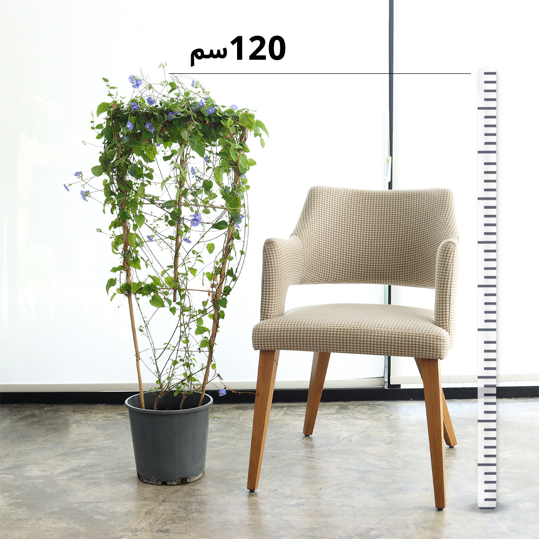 الياسمين الازرق المتسلق حجم وسط 3 حبات