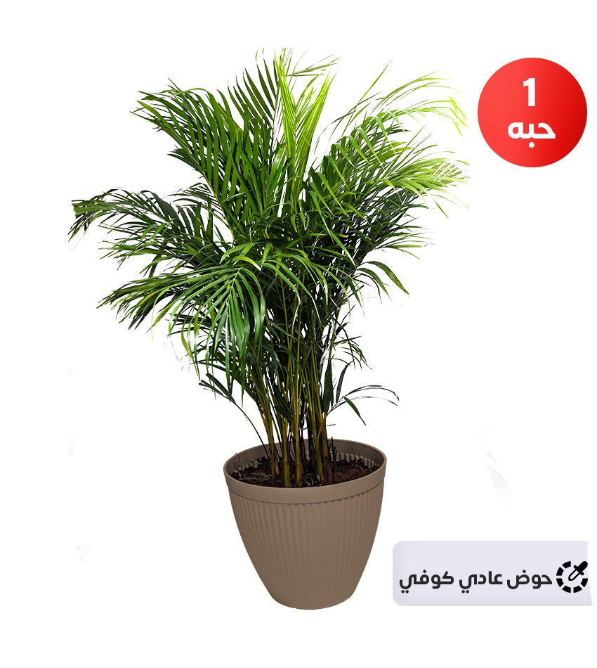 Areca Palm (Medium size)