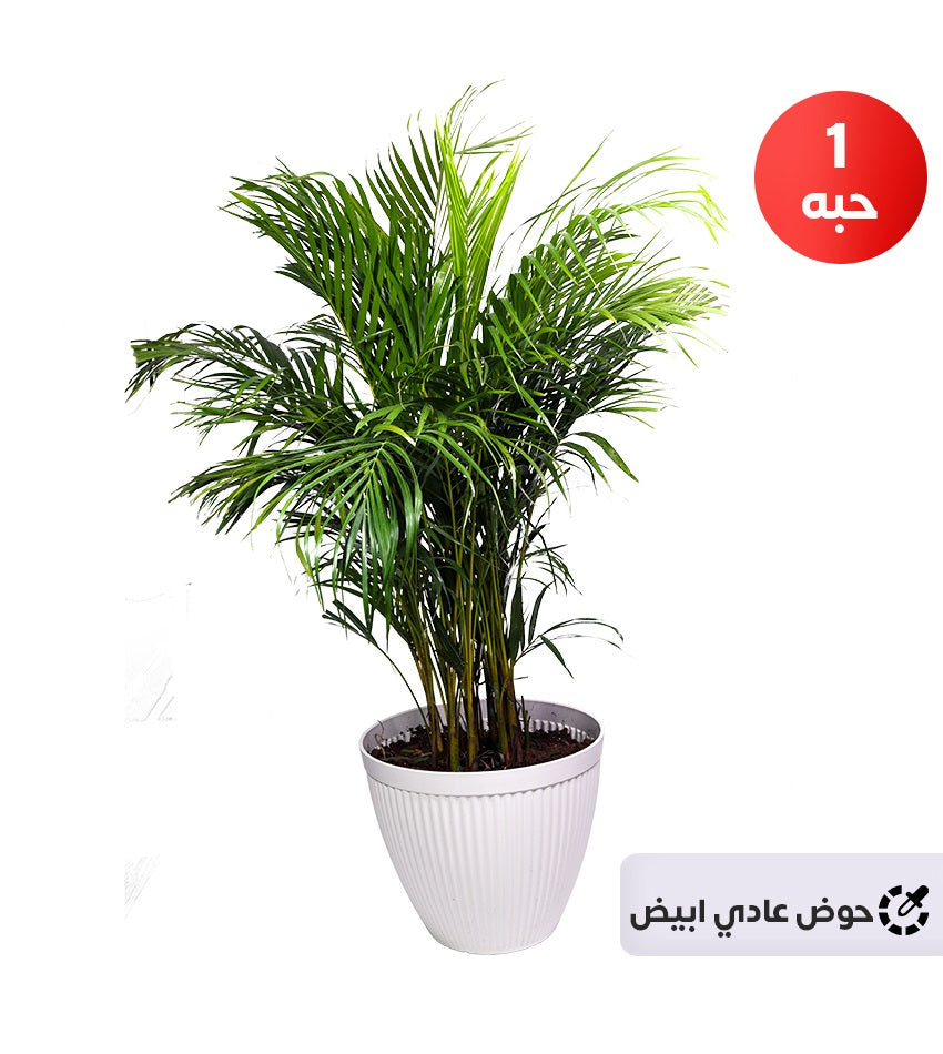 Areca Palm (Medium size)